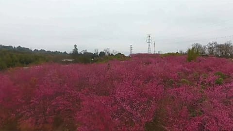 Blooming cherry blossoms create pleasant sea of colours in east China