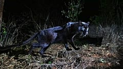 Un léopard noir, photographié au Kenya.