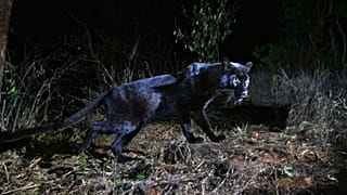 Un léopard noir, photographié au Kenya.