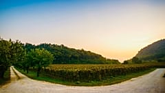 Italy’s healthy fizz