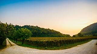 Italy’s healthy fizz