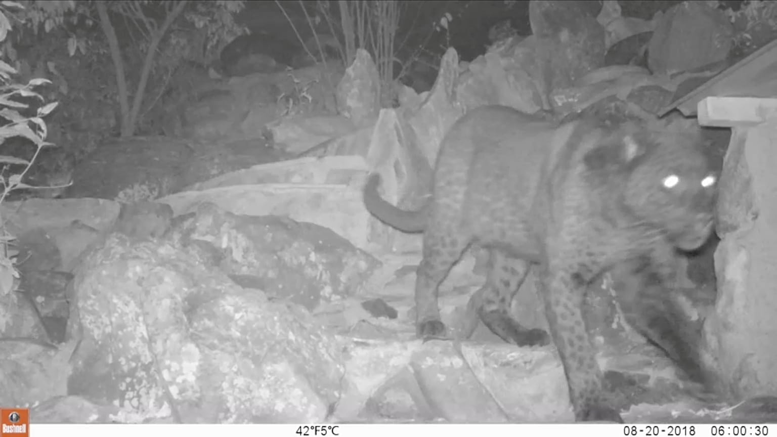 Black leopard is seen in Lorok, Laikipia County, Kenya
