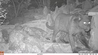 Black leopard is seen in Lorok, Laikipia County, Kenya