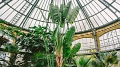 A European world of exotic plants