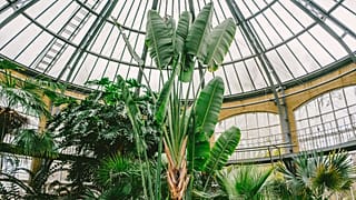 A European world of exotic plants