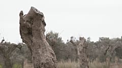 Бактерия-убийца иссушает деревья на юге Италии
