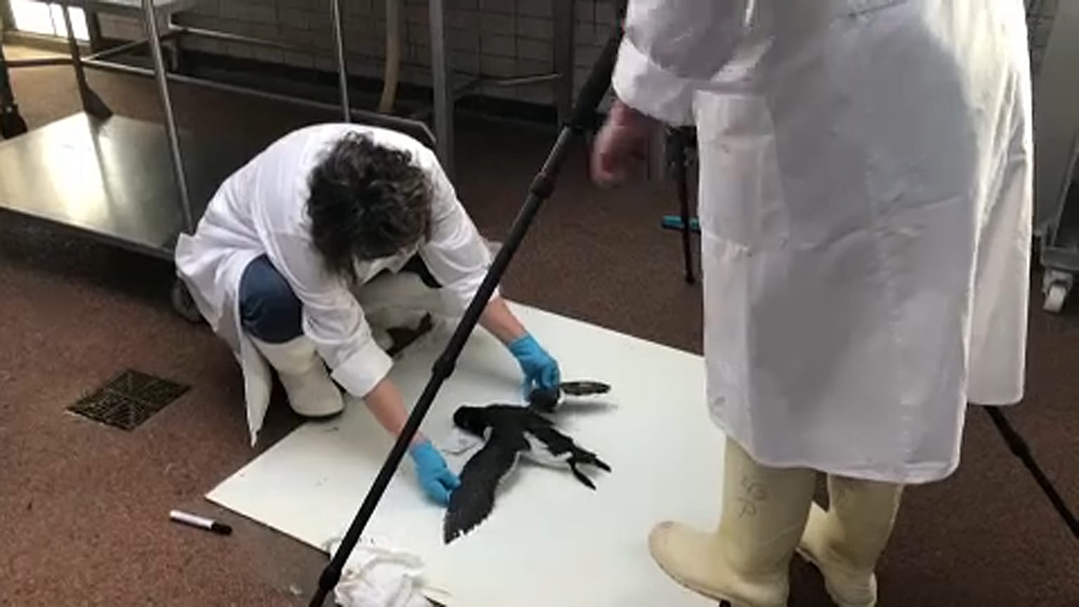 Mass autopsy begins into mystery bird deaths