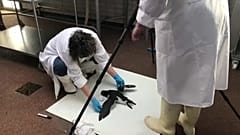 Тайна гибели тонкоклювых кайр 