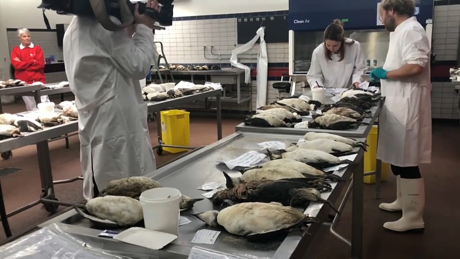 Wissenschaftler ratlos: Tausende tote Vögel