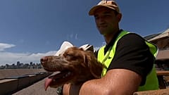 L’Opéra de Sydney engage des chiens pour protéger les touristes des mouettes