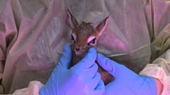 Valentino Kirk-Dikdik