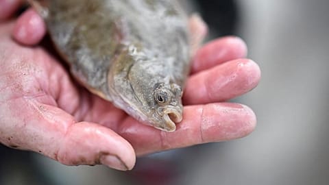 Brexit uncertainty hits UK fishing industry