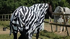 Scientists dress horses up in coats to uncover why zebras have stripes