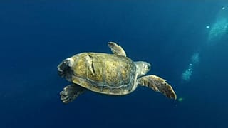 Черепаший центр открылся в Неаполе