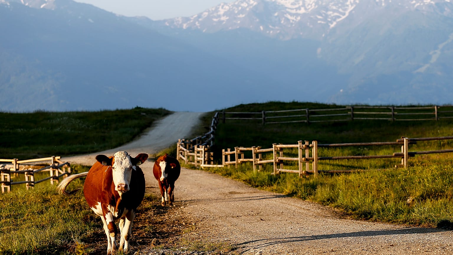 Gericht fordert nach tödlicher Kuh-Attacke in Tirol Schadenersatz für Hinterbliebene