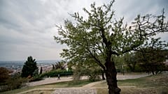 Európa fája lehet idén a pécsi mandulafa