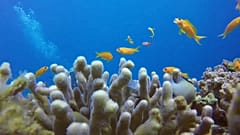 Klimawandel? Israelische Korallen machen da nicht mit
