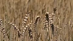 Több pénzt adhatnak a gazdáknak az EU tagállamai