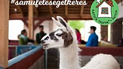 Feleséget keresnek Samunak, a lámának