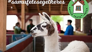 Feleséget keresnek Samunak, a lámának