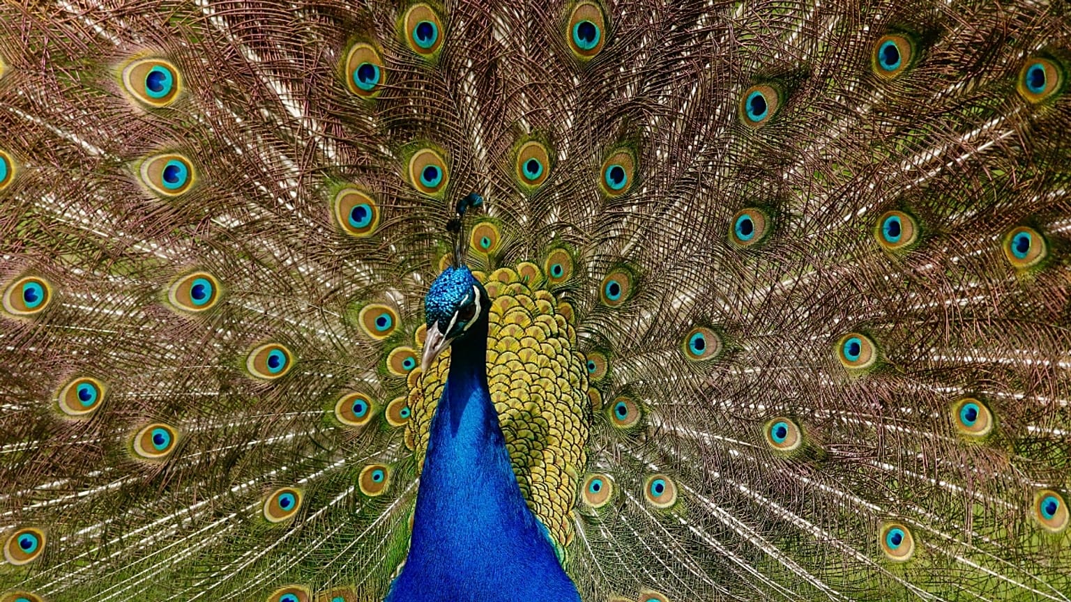 Best wildlife experiences of the month 