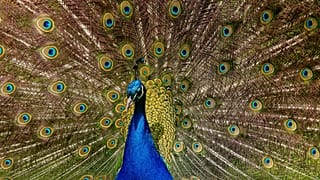 Best wildlife experiences of the month