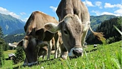 Austrian farmer handed enormous fine over cow stampede that killed German woman