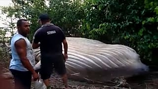 10 tonluk dev kambur balina karaya vurdu
