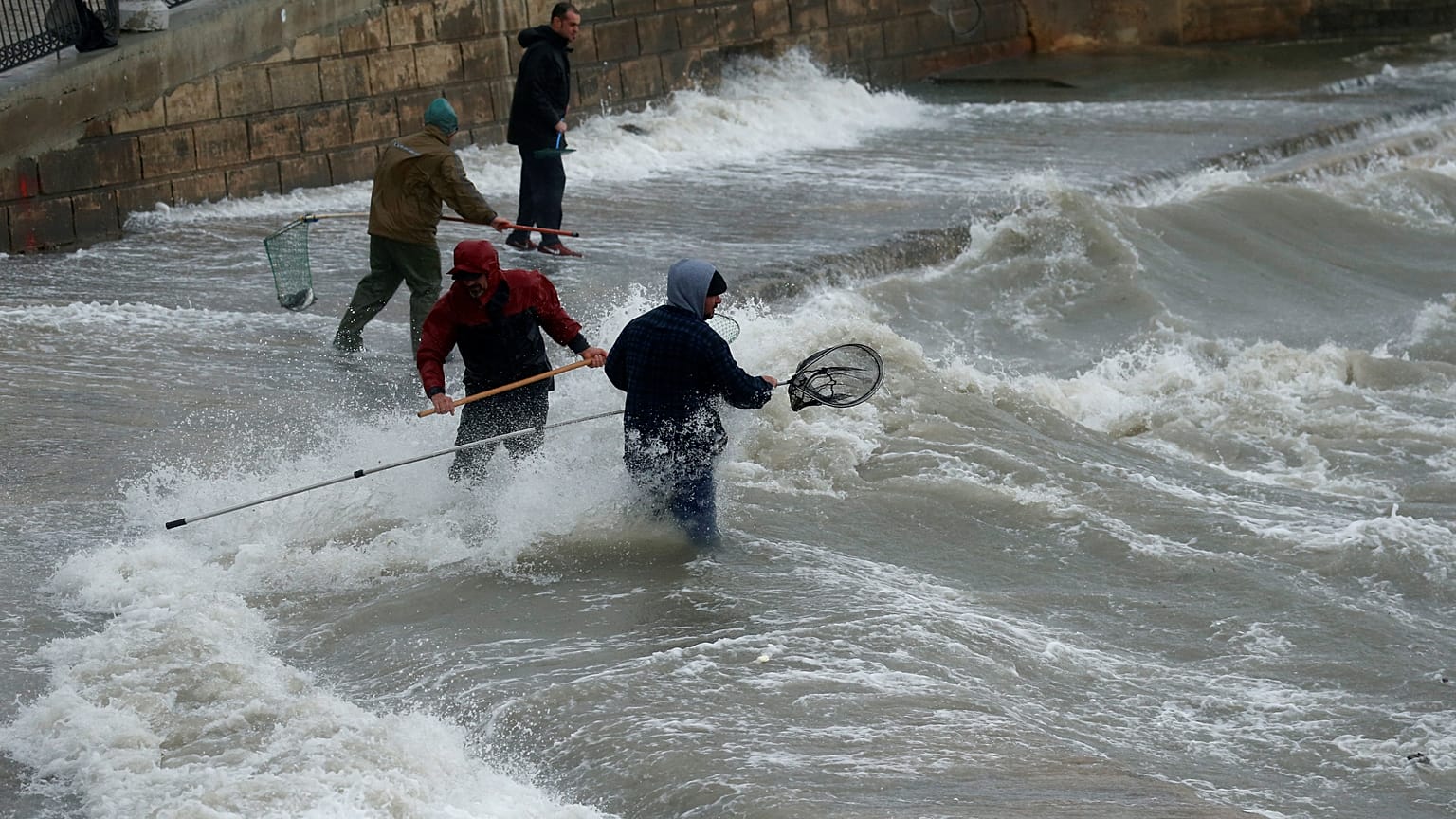 Pêche miraculeuse à Malte : des poissons "volaient" dans les rues