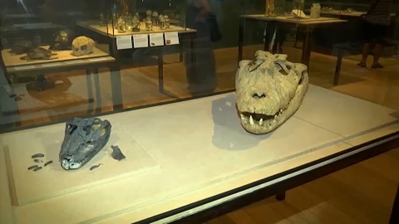 Peças "resgatadas" de incêndio no Museu Nacional expostas