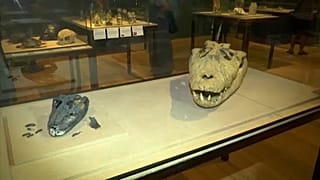 Peças "resgatadas" de incêndio no Museu Nacional expostas