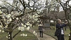 Giappone: lo spettacolo dei pruni in fiore