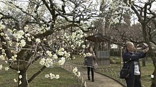 Фестиваль цветущей сливы в Киото