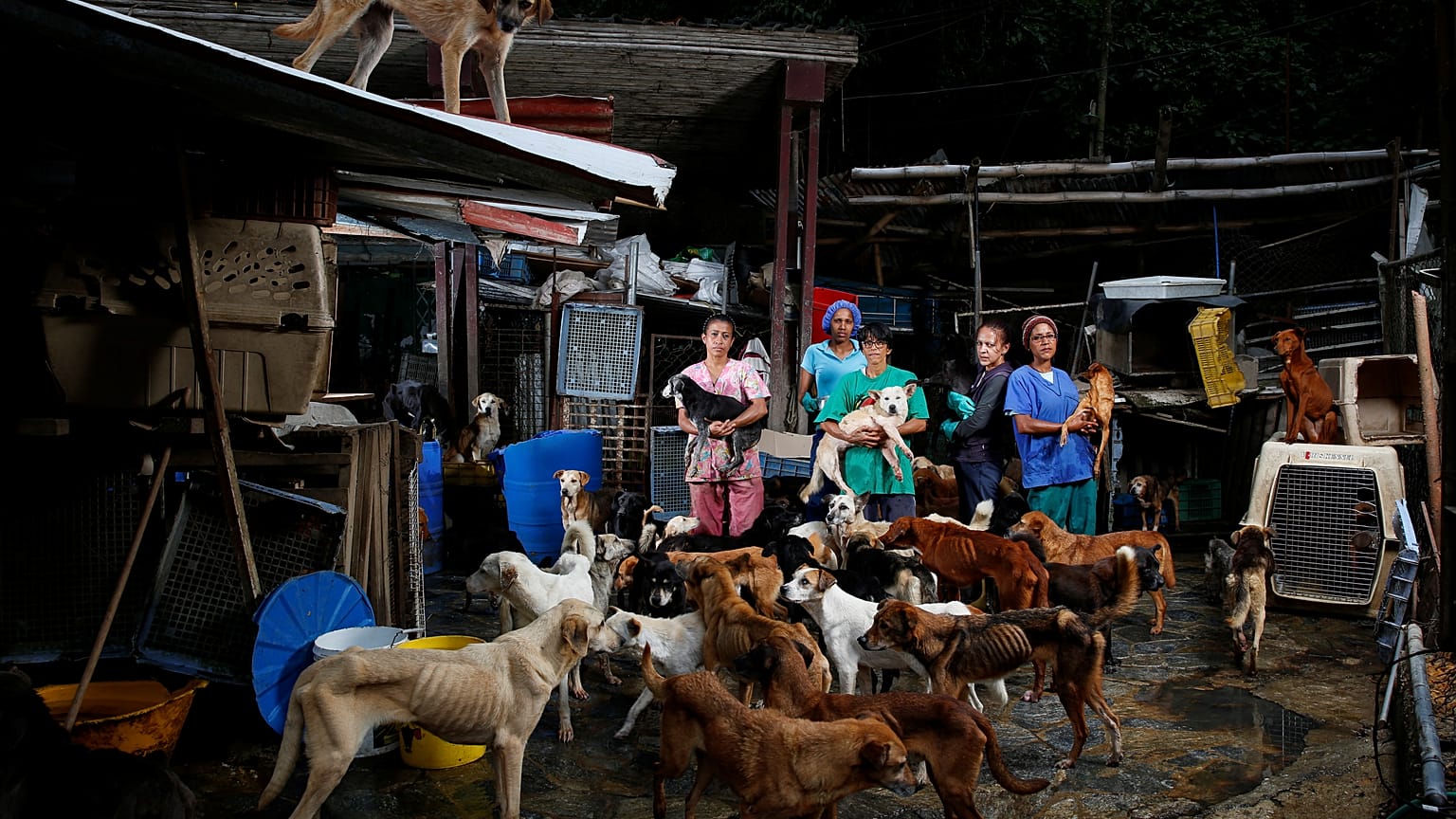 Refugio de perros Famproa, Estado Miranda. Venezuela. 25 de febrero 2016.