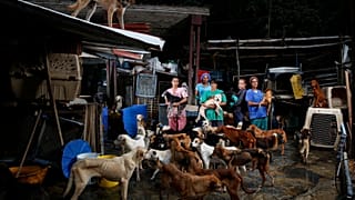 Refugio de perros Famproa, Estado Miranda. Venezuela. 25 de febrero 2016.