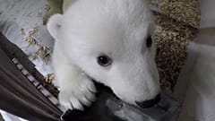 Nuevas imágenes del "peluche"del zoo de Berlín