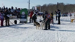 Псы готовятся к гонке на 1343 км на Дальнем Востоке