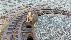 Die Ratte vor ihrer Rettung 