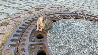 Die Ratte vor ihrer Rettung 