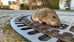 Sauvetage polémique d'un rat en Allemagne
