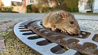 Sauvetage polémique d'un rat en Allemagne