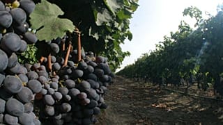 Μακεδονικά προϊόντα: Ψυχραιμία συνιστά ο γεν. γραμματέας Καταναλωτή