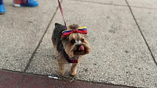 "Auch Haustiere brauchen humanitäre Hilfe": Die Krise in Venezuela lässt Tiere hungern