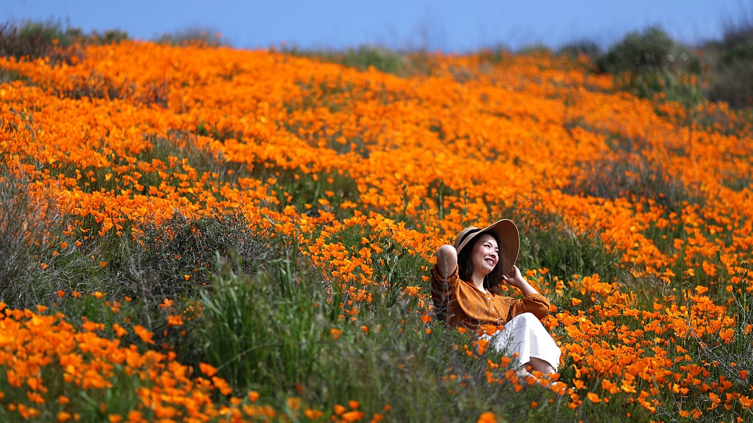 Super bloom of poppies in Lake Elsinore