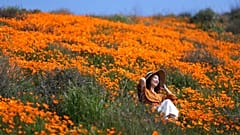 Super bloom of poppies in Lake Elsinore