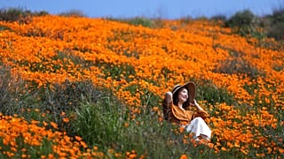 Super bloom of poppies in Lake Elsinore