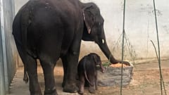 A newborn Asian elephant stands next to her mother in a Belgian zoo