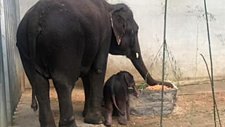 A newborn Asian elephant stands next to her mother in a Belgian zoo