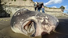 Enormous alien-like hoodwinker sunfish known as Mola teca washes up on California beach