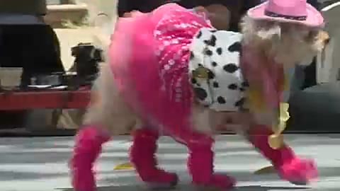 Venezuelans set politics aside with dog costume contest